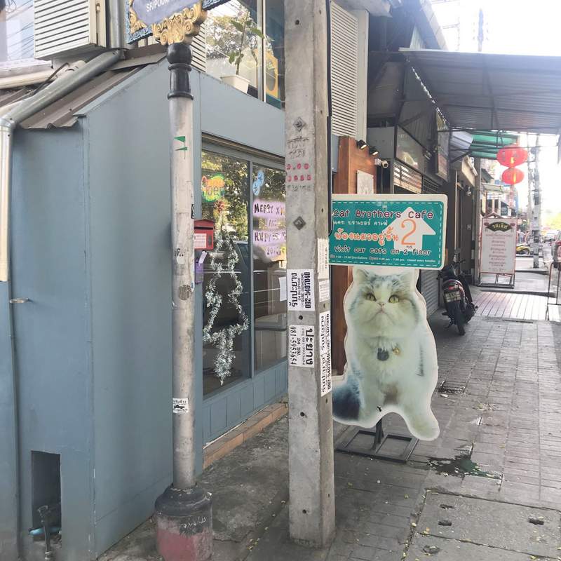 チェンマイの猫カフェ
