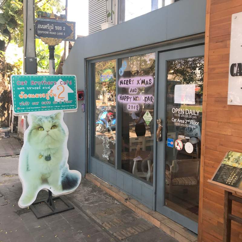 チェンマイの猫カフェ