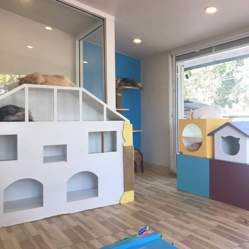 チェンマイの猫カフェ