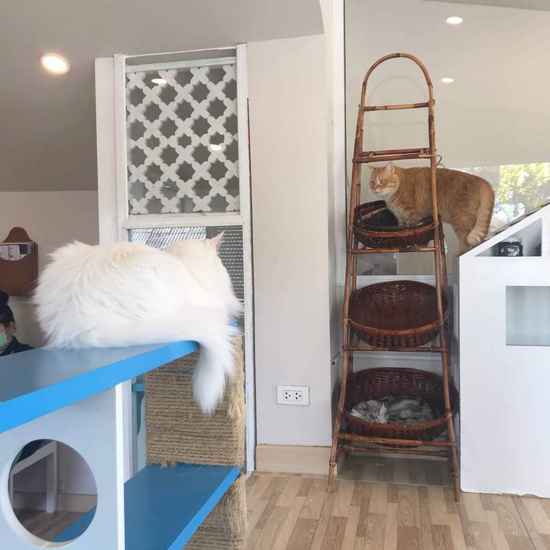 チェンマイの猫カフェ