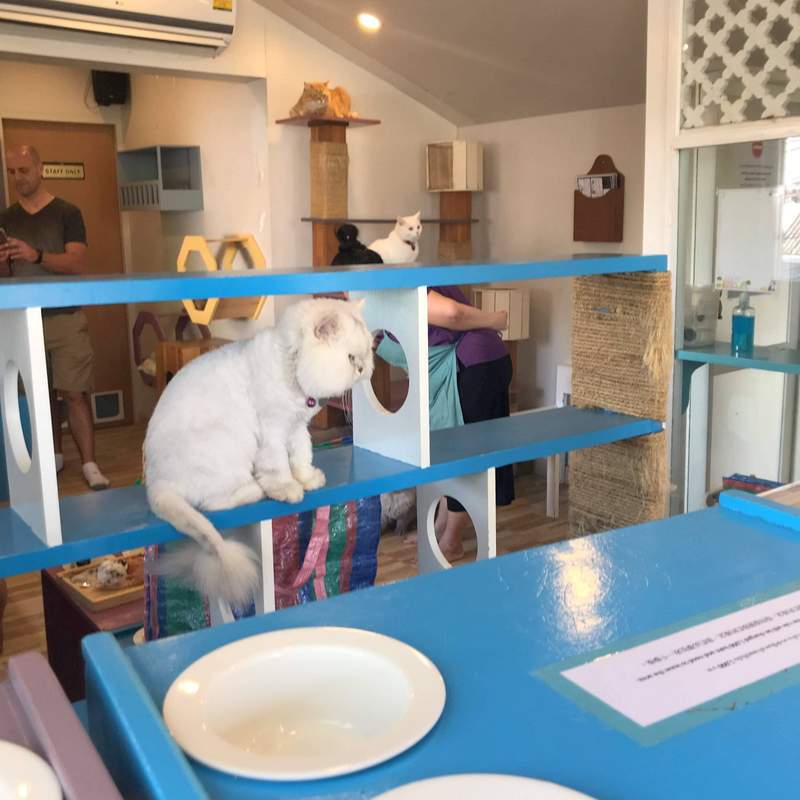 チェンマイの猫カフェ