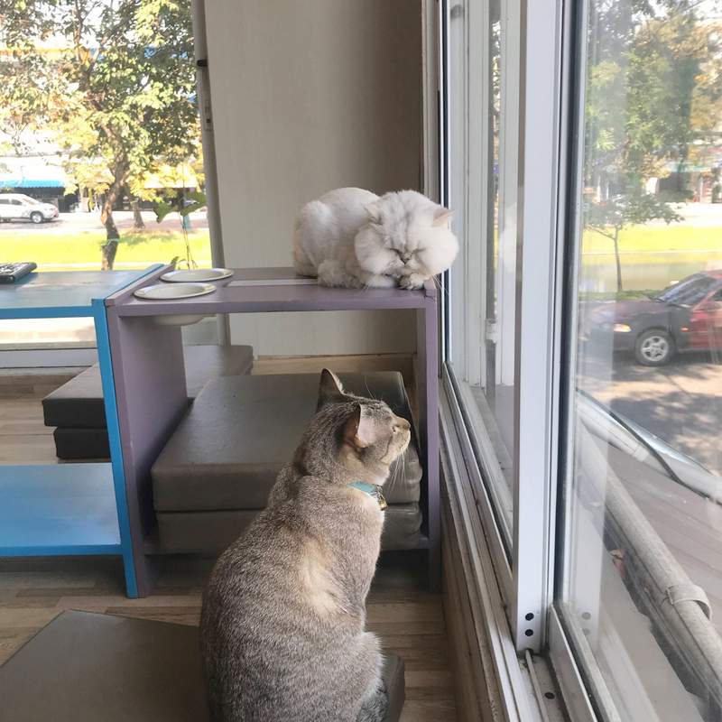 チェンマイの猫カフェ