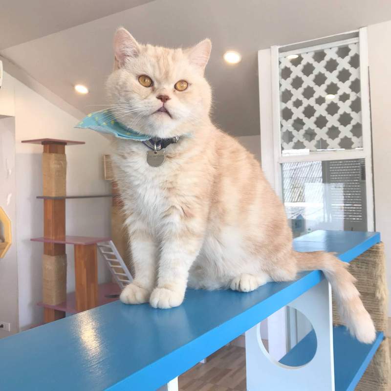 チェンマイの猫カフェ