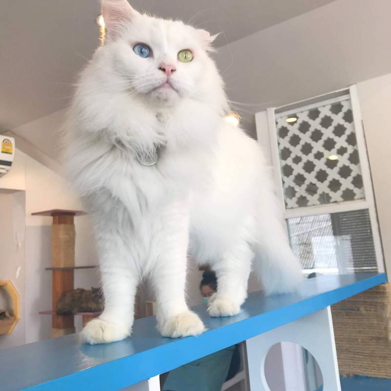 チェンマイの猫カフェ