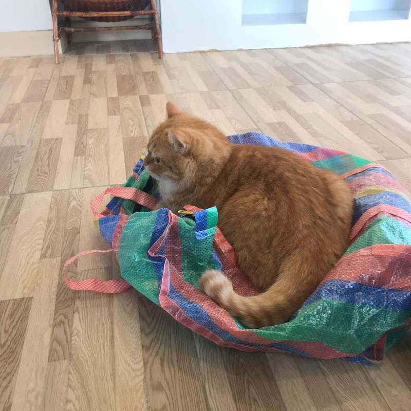 チェンマイの猫カフェ