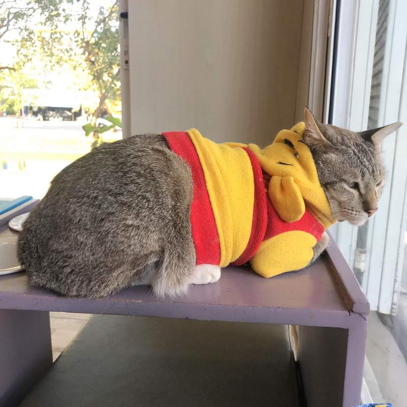 チェンマイの猫カフェ