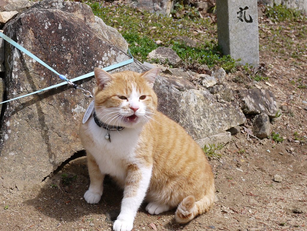 備中松山城で猫城主さんじゅーろーと写真を撮ることができた