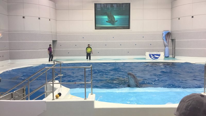 かごしま水族館はイルカショーが見えたり珍しい魚をみることができました