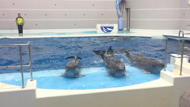 かごしま水族館はイルカショーが見えたり珍しい魚をみることができました