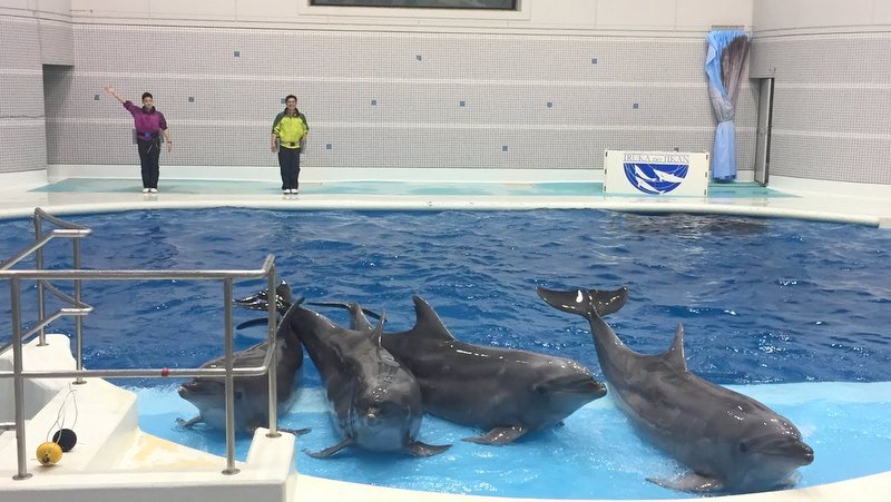 かごしま水族館はイルカショーが見えたり珍しい魚をみることができました