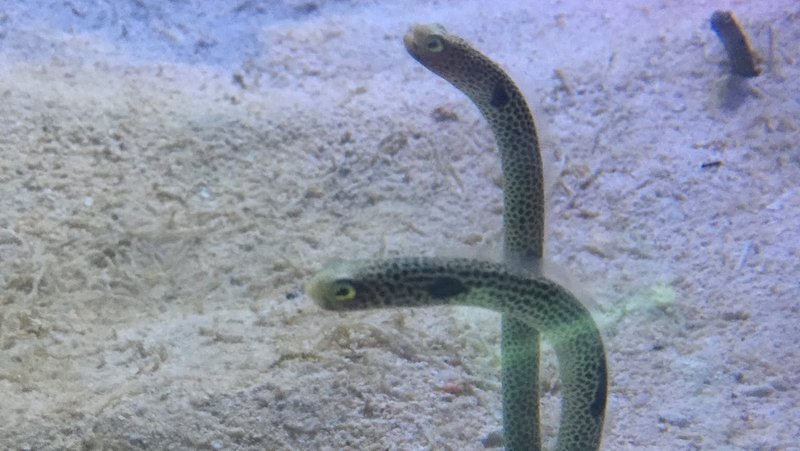 かごしま水族館はイルカショーが見えたり珍しい魚をみることができました