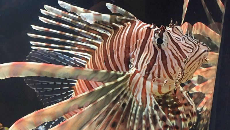 かごしま水族館はイルカショーが見えたり珍しい魚をみることができました