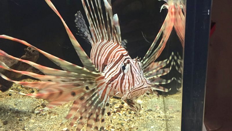 かごしま水族館はイルカショーが見えたり珍しい魚をみることができました