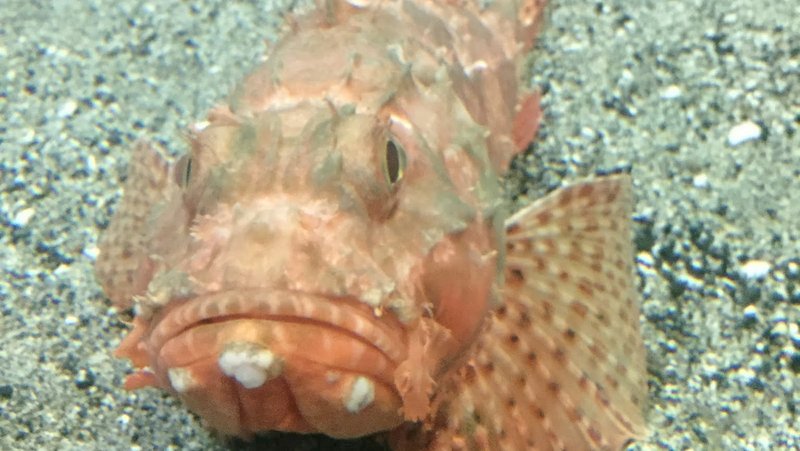 かごしま水族館はイルカショーが見えたり珍しい魚をみることができました