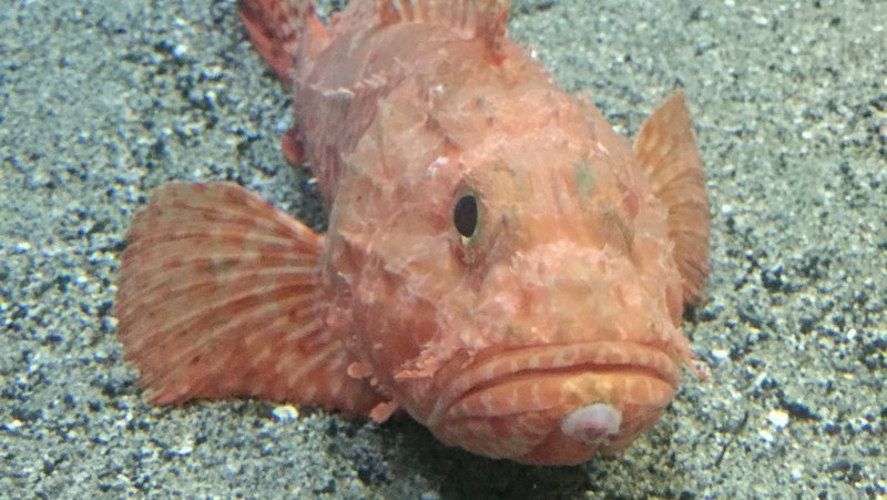 かごしま水族館はイルカショーが見えたり珍しい魚をみることができました