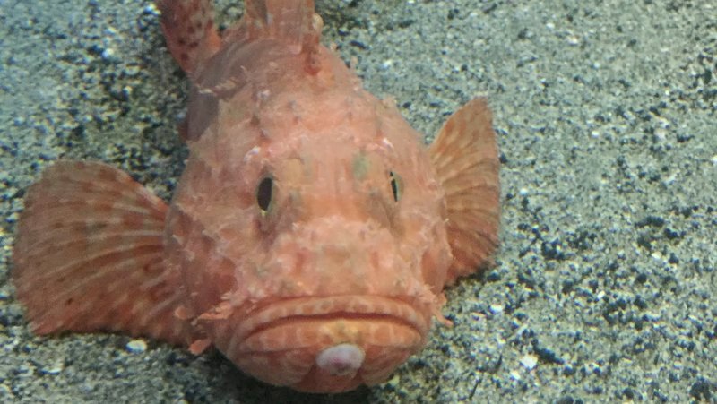 かごしま水族館はイルカショーが見えたり珍しい魚をみることができました