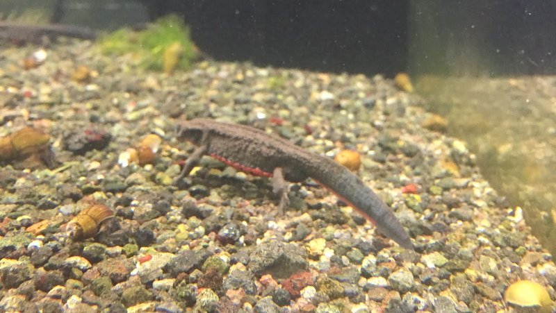 かごしま水族館はイルカショーが見えたり珍しい魚をみることができました