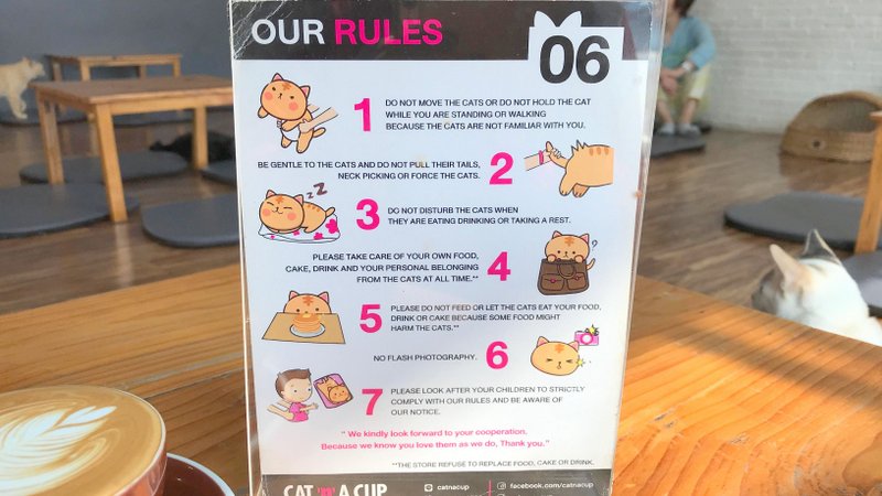 チェンライにある最強の猫カフェ「CAT 'n' A CUP Cat Cafe」は広々とした空間でかわいいネコたちと触れ合える