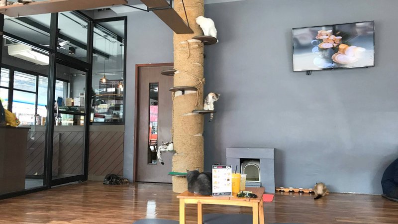 チェンライにある最強の猫カフェ「CAT 'n' A CUP Cat Cafe」は広々とした空間でかわいいネコたちと触れ合える