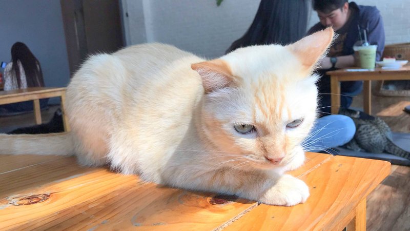 チェンライにある最強の猫カフェ「CAT 'n' A CUP Cat Cafe」は広々とした空間でかわいいネコたちと触れ合える
