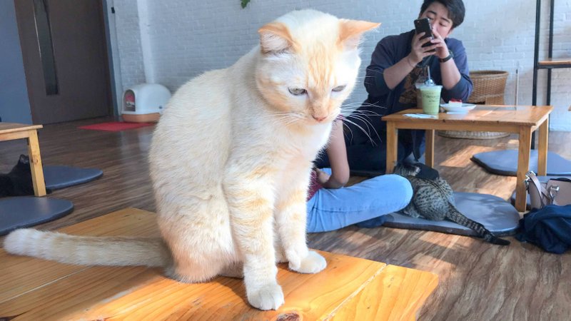 チェンライにある最強の猫カフェ「CAT 'n' A CUP Cat Cafe」は広々とした空間でかわいいネコたちと触れ合える