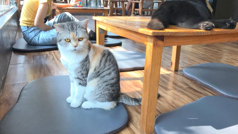チェンライにある最強の猫カフェ「CAT 'n' A CUP Cat Cafe」は広々とした空間でかわいいネコたちと触れ合える