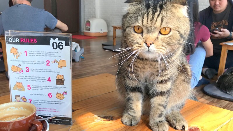 チェンライにある最強の猫カフェ「CAT 'n' A CUP Cat Cafe」はバスターミナルから歩いてすぐ
