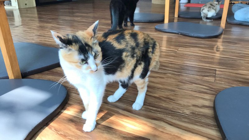 チェンライにある最強の猫カフェ「CAT 'n' A CUP Cat Cafe」は広々とした空間でかわいいネコたちと触れ合える