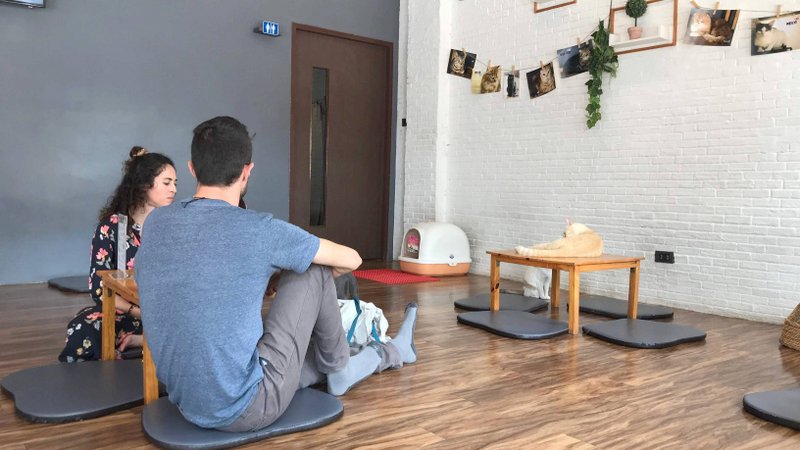 チェンライにある最強の猫カフェ「CAT 'n' A CUP Cat Cafe」は広々とした空間でかわいいネコたちと触れ合える
