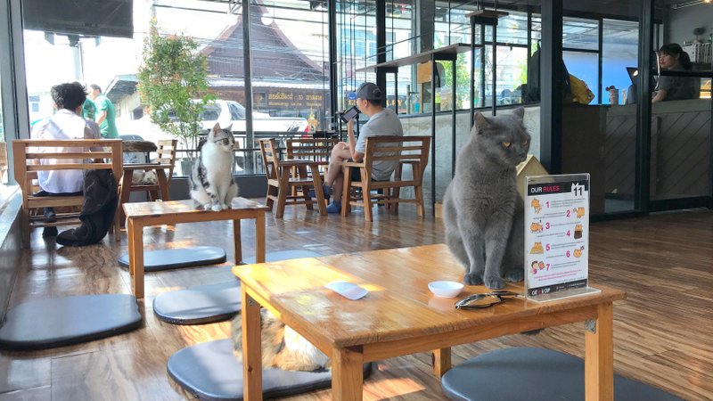 チェンライにある最強の猫カフェ「CAT 'n' A CUP Cat Cafe」は広々とした空間でかわいいネコたちと触れ合える