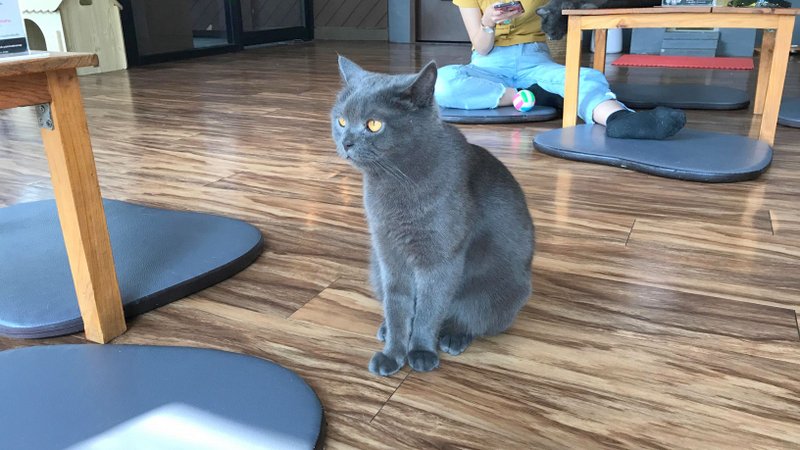 チェンライにある最強の猫カフェ「CAT 'n' A CUP Cat Cafe」は広々とした空間でかわいいネコたちと触れ合える