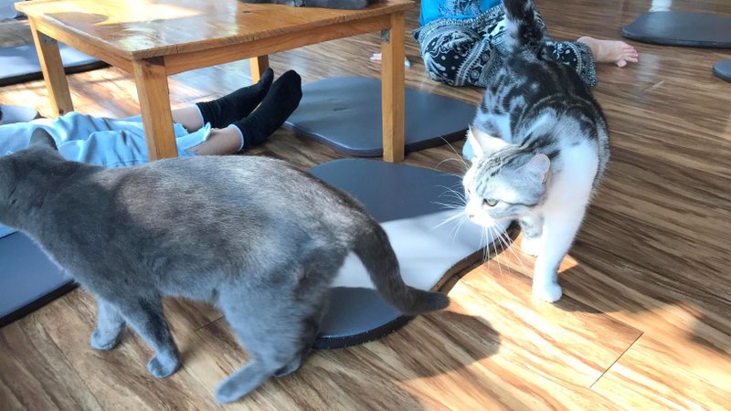 チェンライにある最強の猫カフェ「CAT 'n' A CUP Cat Cafe」は広々とした空間でかわいいネコたちと触れ合える