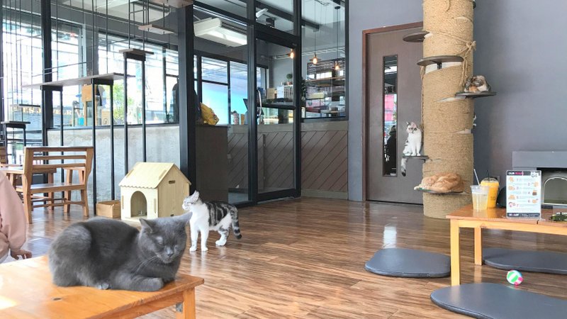 チェンライにある最強の猫カフェ「CAT 'n' A CUP Cat Cafe」は広々とした空間でかわいいネコたちと触れ合える