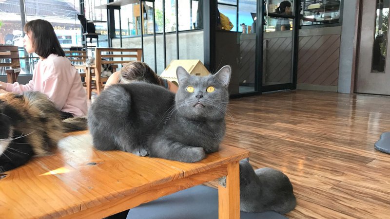 チェンライにある最強の猫カフェ「CAT 'n' A CUP Cat Cafe」は広々とした空間でかわいいネコたちと触れ合える