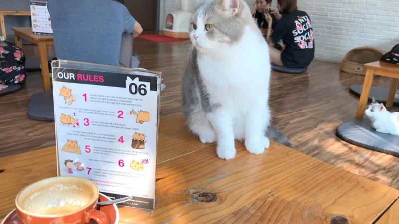 チェンライにある最強の猫カフェ「CAT 'n' A CUP Cat Cafe」は広々とした空間でかわいいネコたちと触れ合える