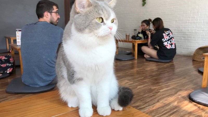 チェンライにある最強の猫カフェ「CAT 'n' A CUP Cat Cafe」は広々とした空間でかわいいネコたちと触れ合える