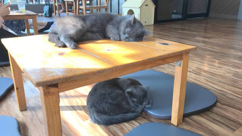 チェンライにある最強の猫カフェ「CAT 'n' A CUP Cat Cafe」は広々とした空間でかわいいネコたちと触れ合える