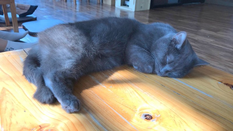 チェンライにある最強の猫カフェ「CAT 'n' A CUP Cat Cafe」は広々とした空間でかわいいネコたちと触れ合える